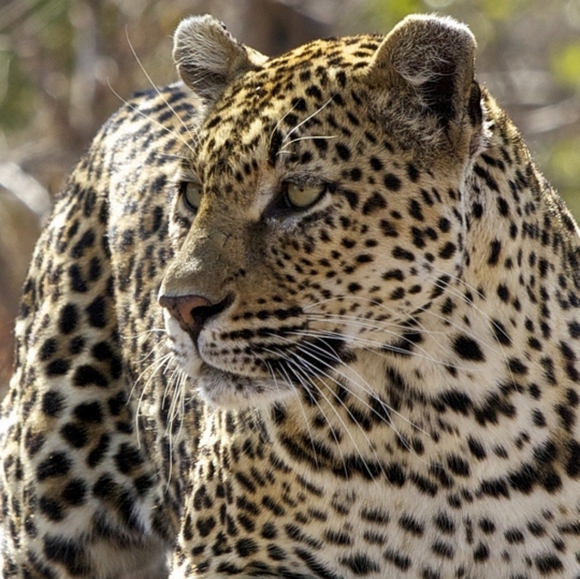 Meet your Posher, Glynis - Picture 1 of 2